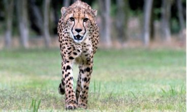 ANIMAL ANTICS IN PAARL