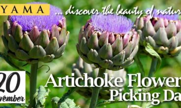 ARTICHOKE FLOWERS PICKING DAY