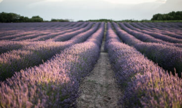 SUMMERTIME WITH BABYLONSTOREN